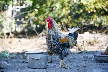 Rooster walking on the farm in the village, rural routine 