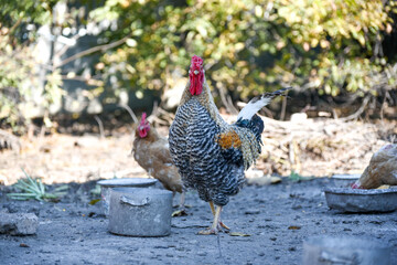 Rooster walking on the farm in the village, rural routine 