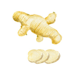 Ginger root. Healing, medicinal, food plant. Watercolor illustration. 
