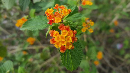 Naklejka premium Flowers of Shrub Verbena or Lantana camara L.
