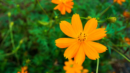 野生に咲くキバナコスモス