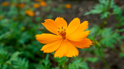 野生に咲くキバナコスモス