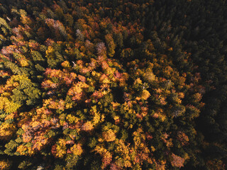Aerial top down view of autumn foliage during fall season with orange trees