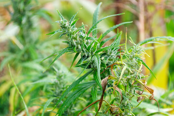 Hemp inflorescence tip