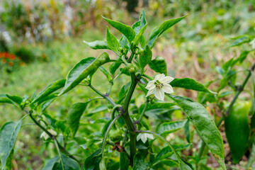 Blooming red pepper. White flower.