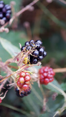 Wasp  on a blackberry