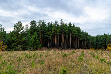 Autumn pine forest and rain gray clouds. Planting tree seedlings