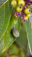 bug on a leaf