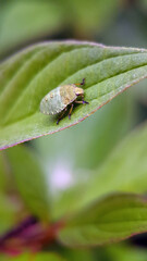 Shield bug nymph on a leaf