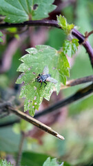 Fly on a leaf