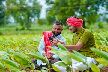 Indian farmer using smartphone at green turmeric agriculture field.