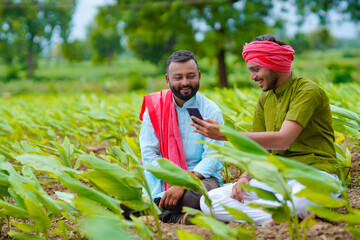 Naklejka na ściany i meble Indian farmer using smartphone at green turmeric agriculture field.