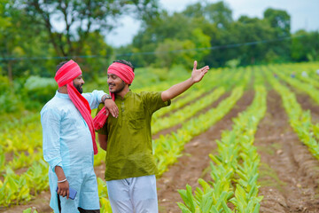 Young indian farmers at green turmeric agriculture field.