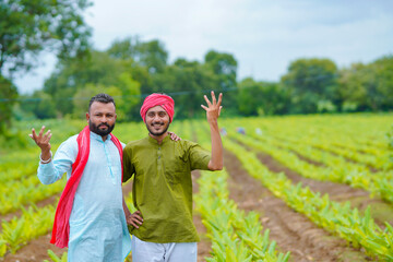 Young indian farmers at green turmeric agriculture field.