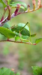 Green cricket on leaf