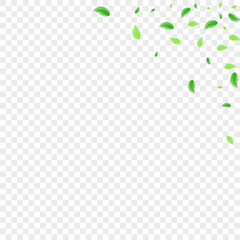 Light Green Plant Background Transparent Vector. Leaf Watercolor Card. Air Texture. Green Botanical Frame. Sheet Flying.