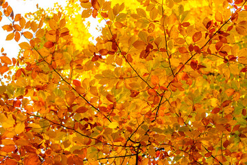 autumn leaves yellow color closeup with nobody, season