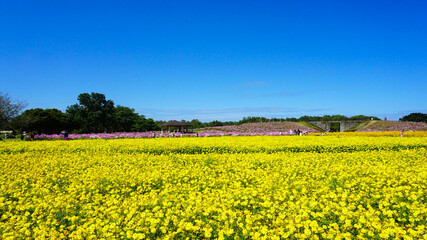 美しく咲き乱れるキバナコスモス