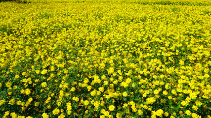 美しく咲き乱れるキバナコスモス