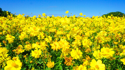 美しく咲き乱れるキバナコスモス