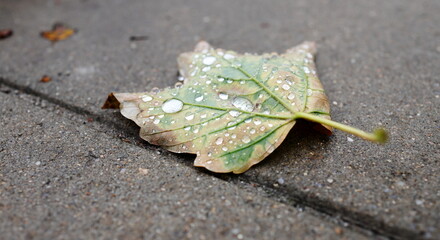 Liść leżący na chodniku w kroplach deszczu. Jesień.