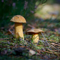 Sandröhrling (Suillus variegatus) auf dem Waldboden im Herbst