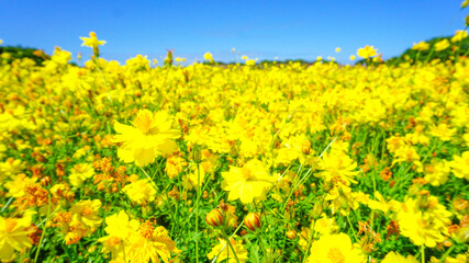 美しく咲き乱れるキバナコスモス