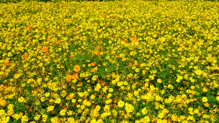 Obraz premium 美しく咲き乱れるキバナコスモス