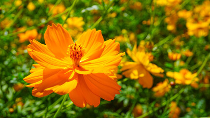 美しく咲き乱れるキバナコスモス