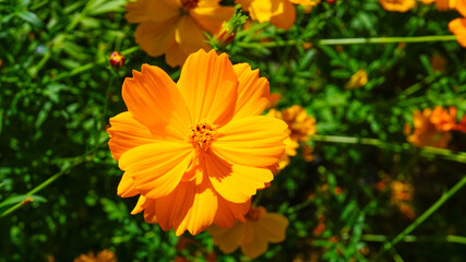 美しく咲き乱れるキバナコスモス