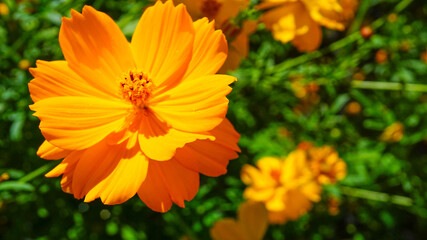 美しく咲き乱れるキバナコスモス