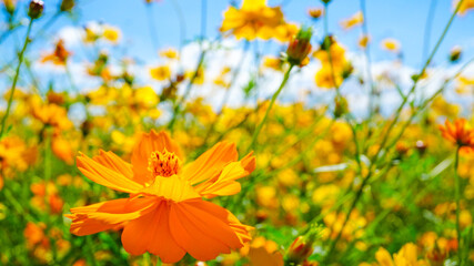 美しく咲き乱れるキバナコスモス