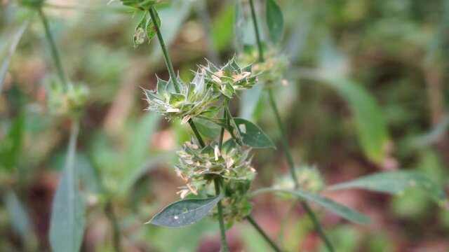 Clinacanthus nutans (Also called Acanthaceae, belalai gajah, phaya yo, Sabah snake grass, ki tajam, dandang gendis) on the nature. Has been used in Indonesia in the treatment of dysentery and diabetes
