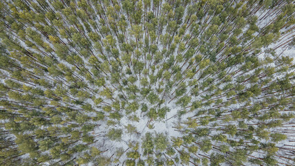 above the tops of the fir trees. winter green forest, top view. drone photo of beautiful frosty Christmas trees, winter background. treetops