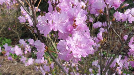 Beautiful flower in the garden for good colorful floral background