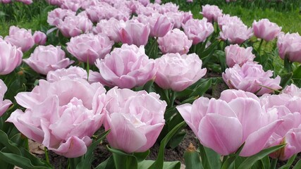 Beautiful flower in the garden for good colorful floral background