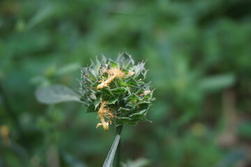 Clinacanthus nutans (Also called Acanthaceae, belalai gajah, phaya yo, Sabah snake grass, ki tajam, dandang gendis) on the nature. Has been used in Indonesia in the treatment of dysentery and diabetes