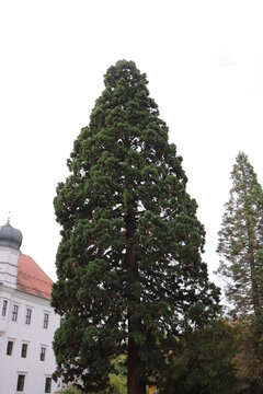 Schloss Schwarzenberg in Scheinfeld. Mammuthbaum.