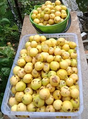 harvested wild pear for homemade wine