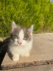 Chaton dans le jardin