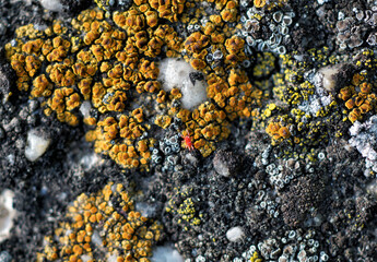 Red mite walking on yellow lichen - Powered by Adobe