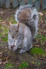 Squirrel in the Park