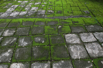 Terrace slabs covered with green moss, natural green moss carpet, floor covered with moss, green...