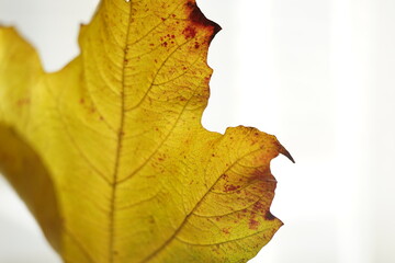 Closeup autumnal golden maple leaf with brown ends