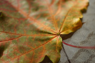 Closeup autumnal green maple leaf with red veins on the table
