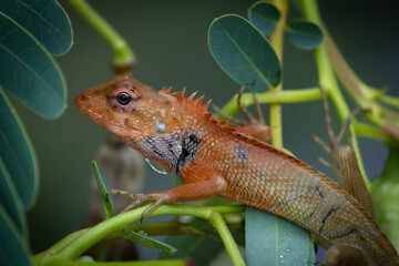 lizard on a leaf