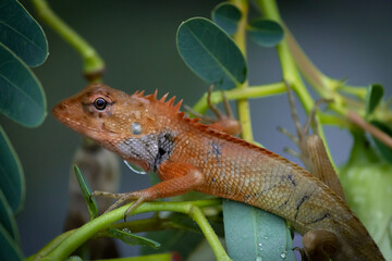 lizard on a tree