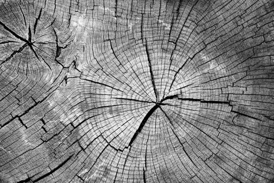 Close-up of old tree trunk section. Wood structure. Concentric rings. Black and white high contrast image.
