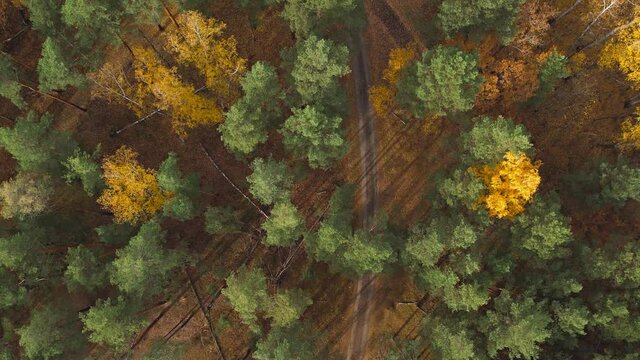 Deciduous and coniferous forests in autumn.Green and gold colors in the same forest.Aerial photography.Sunny autumn