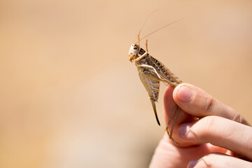 Locust close-up. Caught insect in the human hand. Exotic food in Asia. Invasion of locusts on...